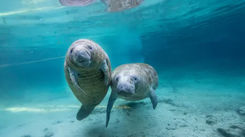 海牛的秘密生活