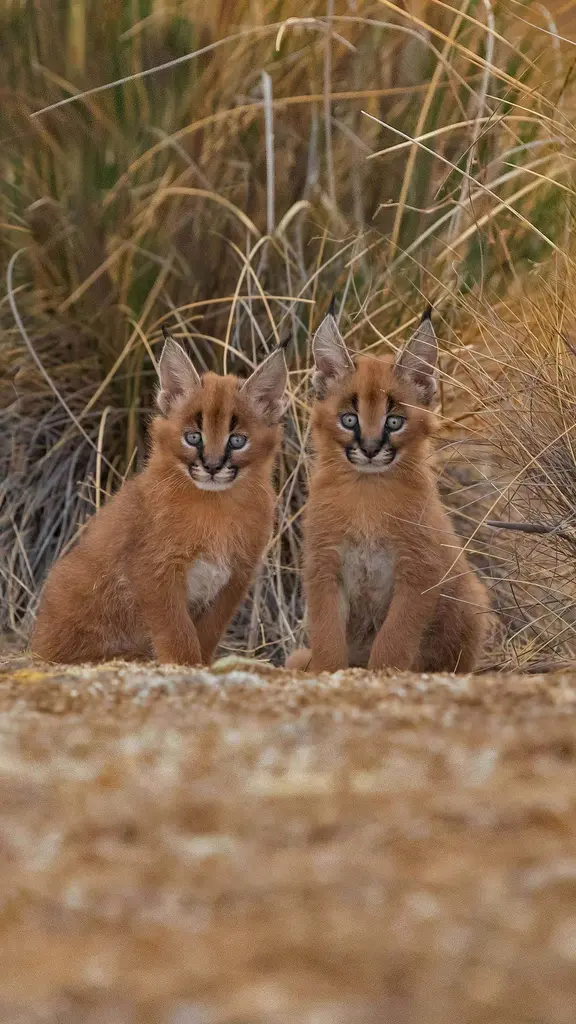 没错，我们看到了基因遗传的力量&hellip;&hellip;