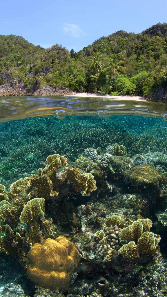 Small Footprint Big Impact Coral Reef Awareness Week Daily Bing Small Footprint Big Impact Coral Reef Awareness Week Daily Bing