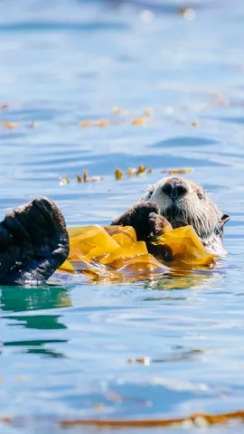 Relaxe, fa&ccedil;a um lanche e relaxe