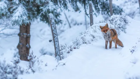 Tu veux ma photo ?