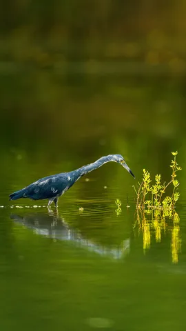 浅水滩上的小蓝鹭，古巴