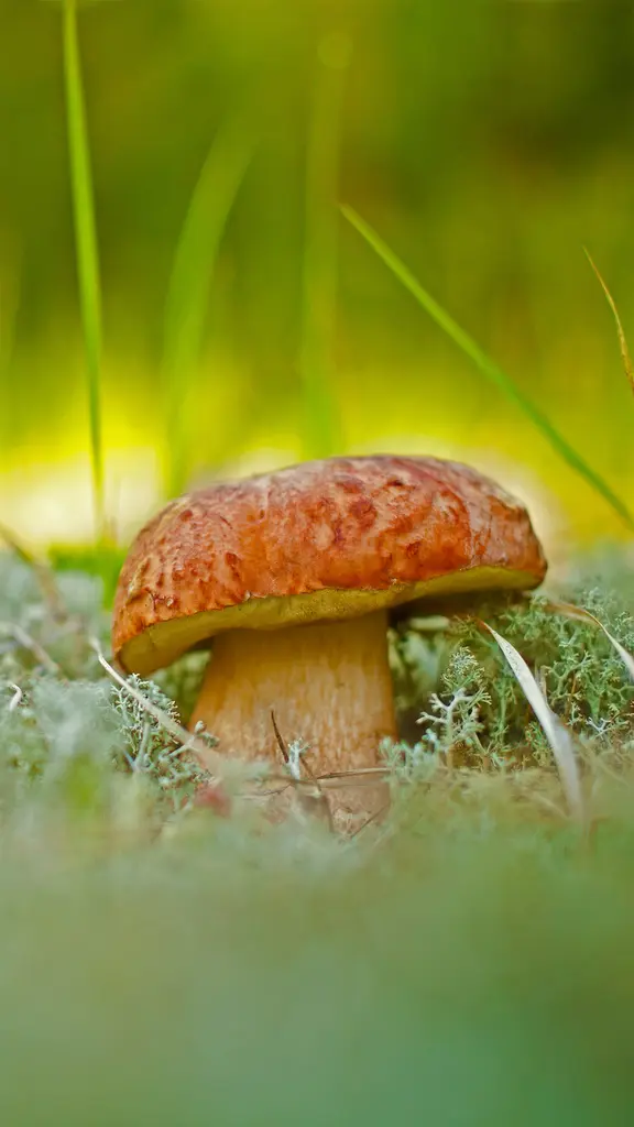 一朵牛肝菌