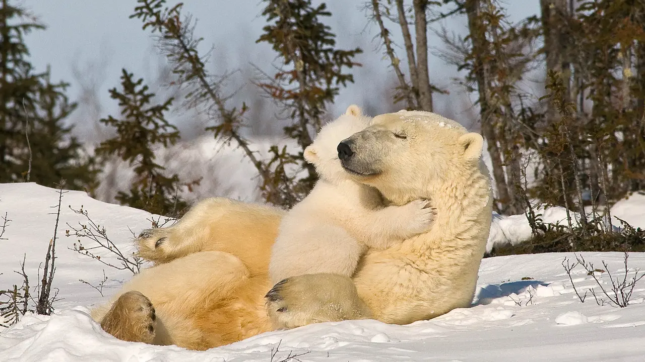A mother's warmth in the cold