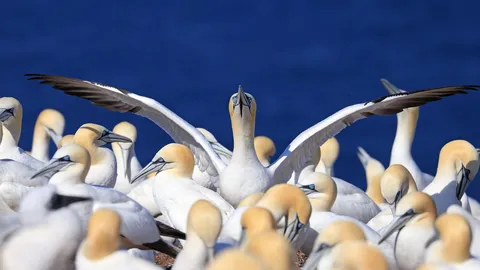 Wings wide open