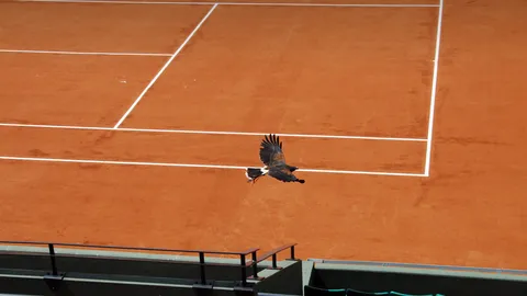 Le faucon veille sur la terre battue