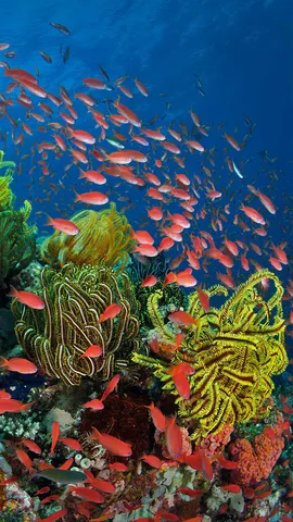 珊瑚礁周围的丝鳍拟花鮨鱼群，澳大利亚昆士兰大堡礁