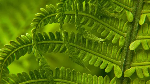 春日里的荚果蕨细节图，华盛顿州