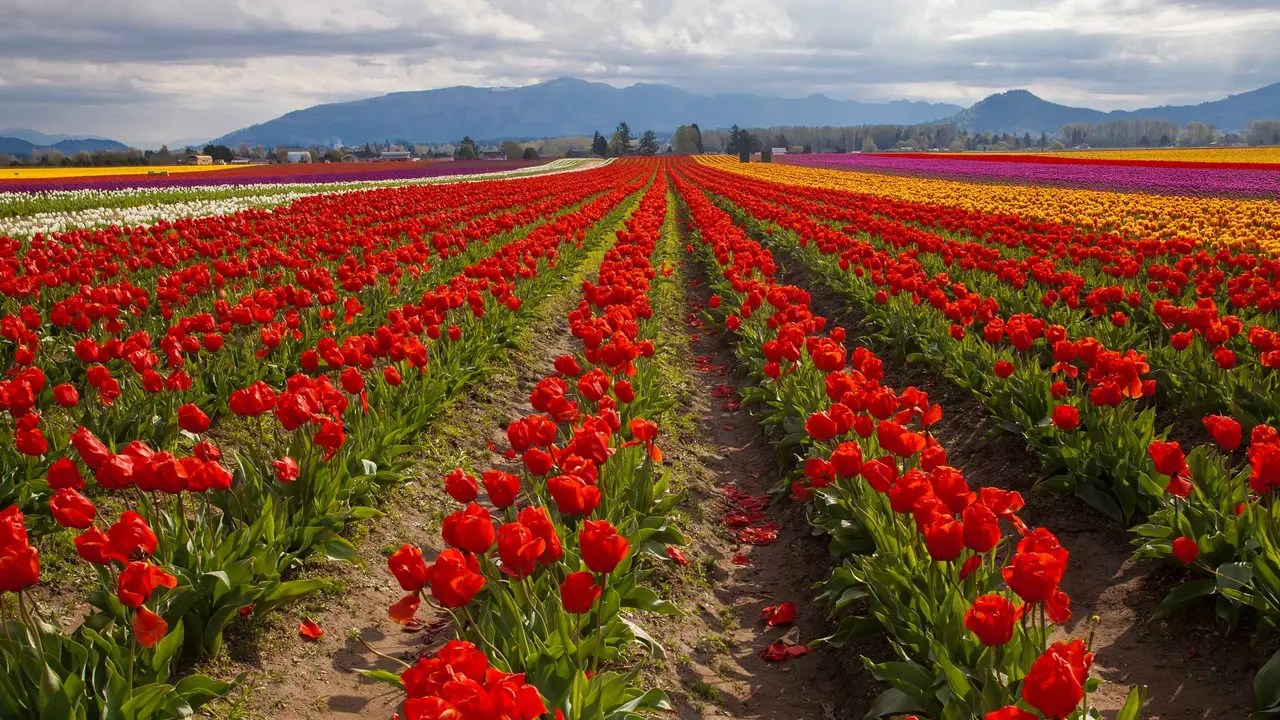 春のチューリップ畑