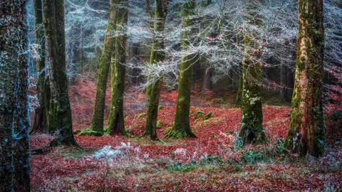 Invergarry村庄附近的森林，苏格兰