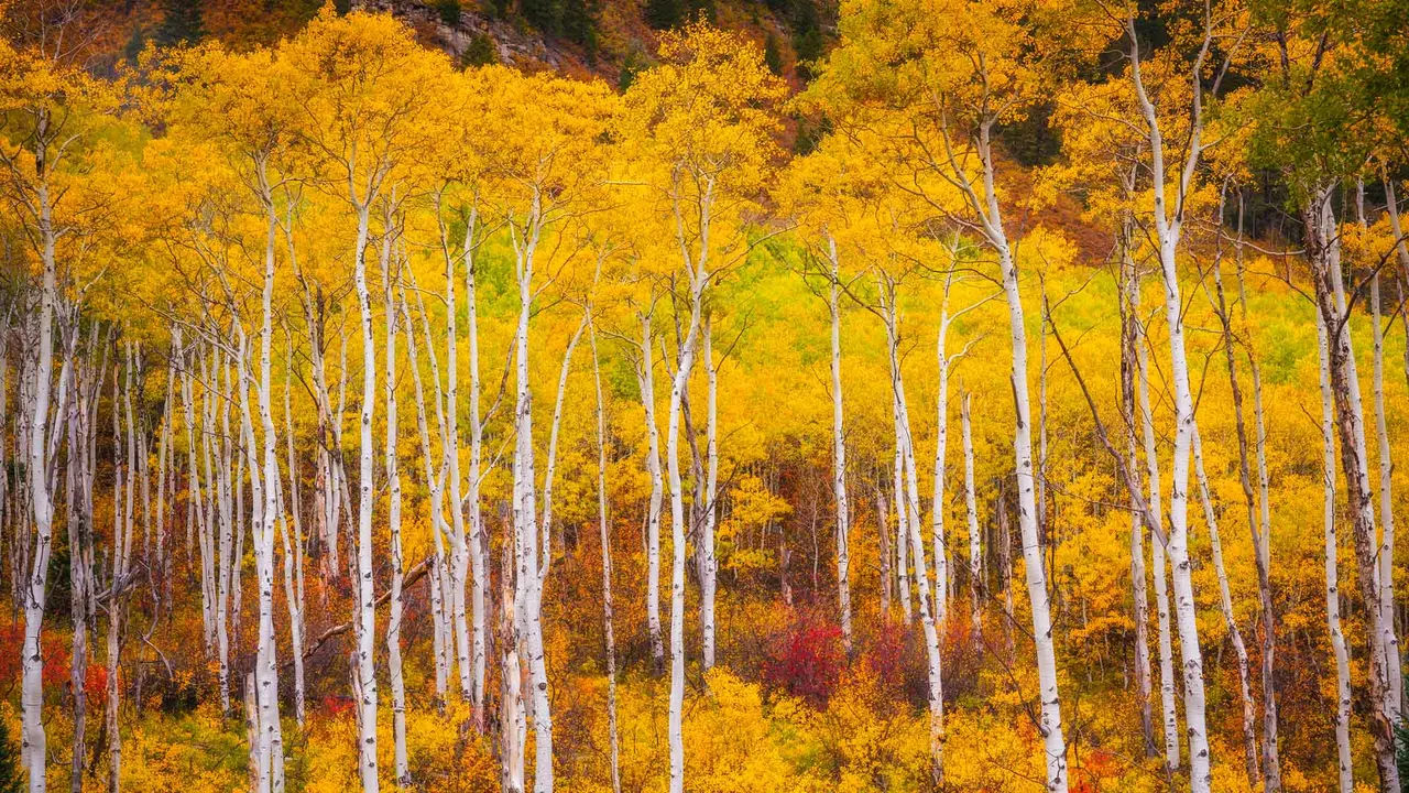 Colorado colorato