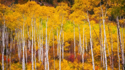 Le Colorado haut en couleur