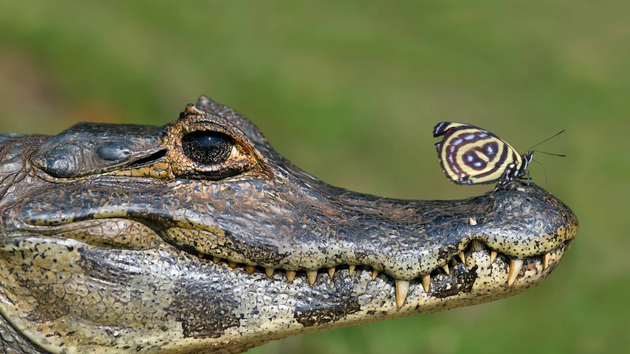 No cora&ccedil;&atilde;o do Pantanal