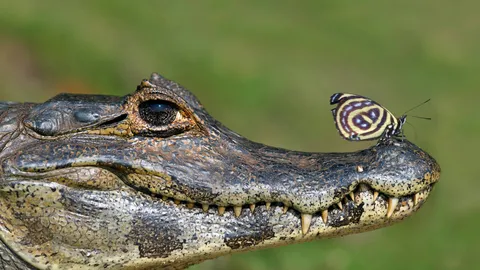 No cora&ccedil;&atilde;o do Pantanal