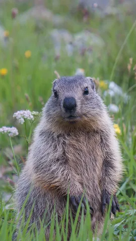 今日はグラウンドホッグデー