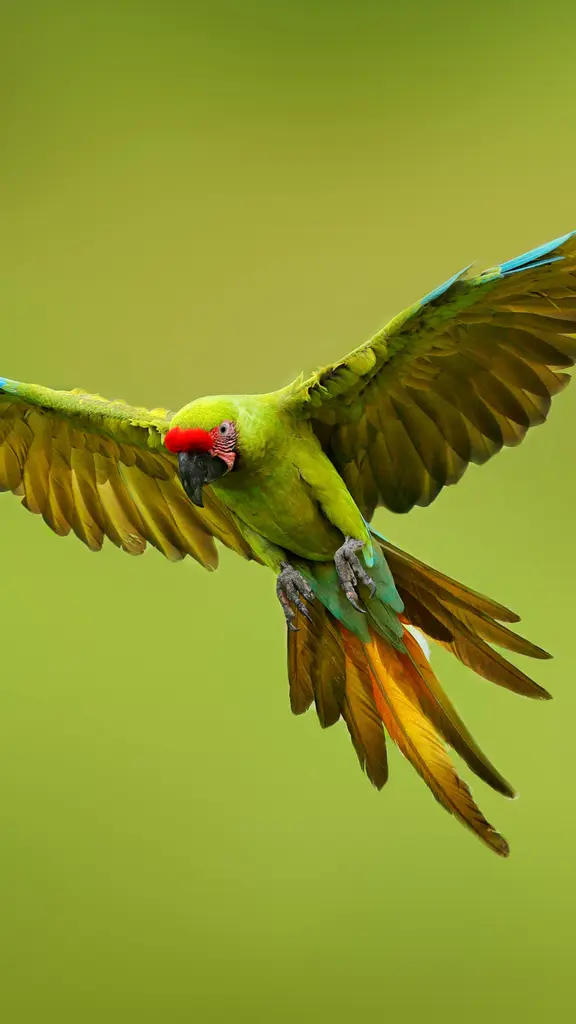 Celebrate saving species