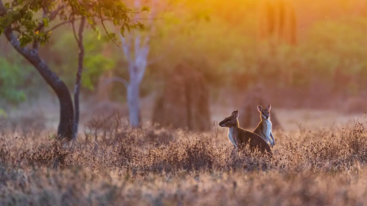 Saltos ao amanhecer