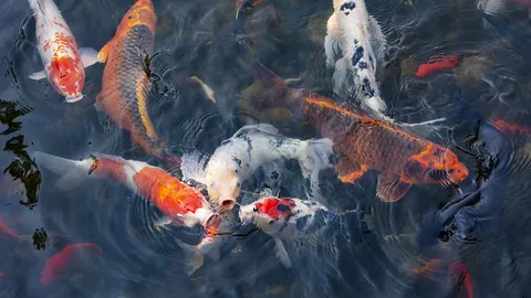 A pond of stories