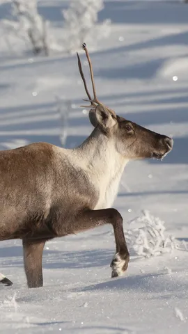 Merry Christmas, deer friends!