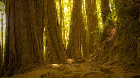 Il Bosco dei Giganti