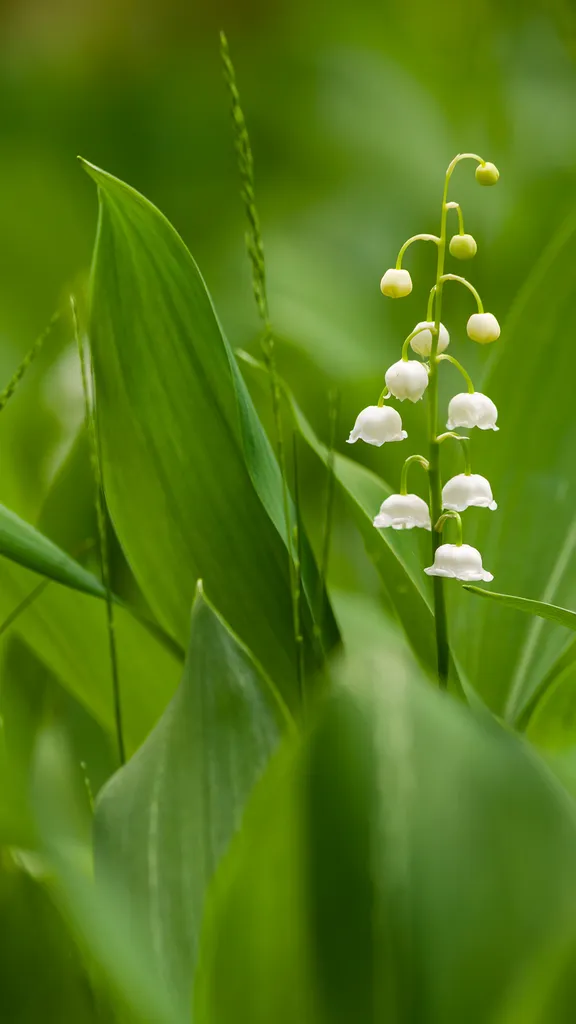 Bon 1er mai !