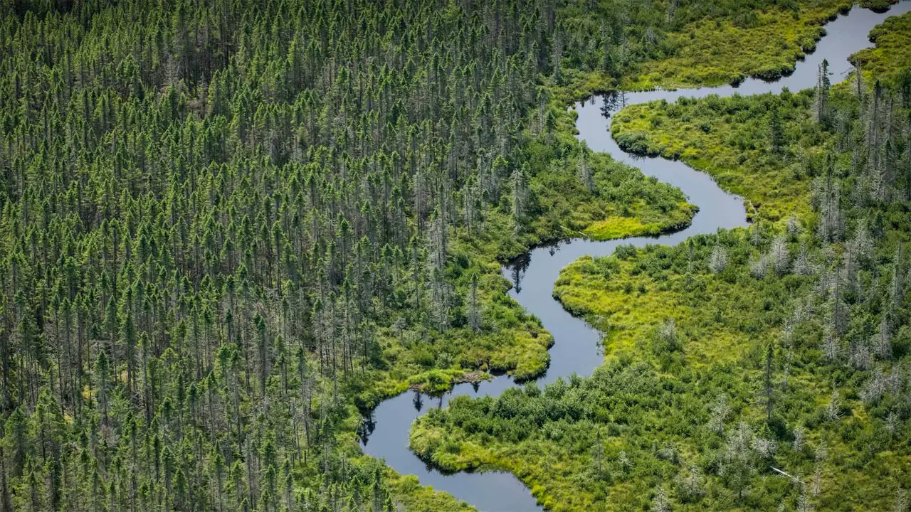 穆斯黑德湖附近的Norcross Brook河与湿地，缅因州皮斯卡特奎斯
