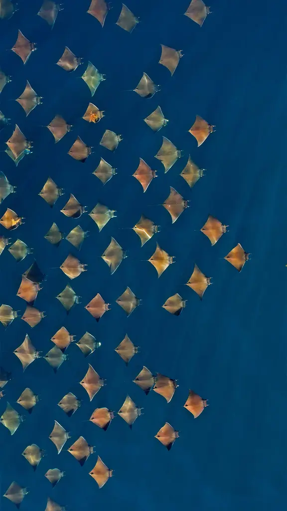 大群的芒基蝠鲼跃出水面，墨西哥加利福尼亚湾