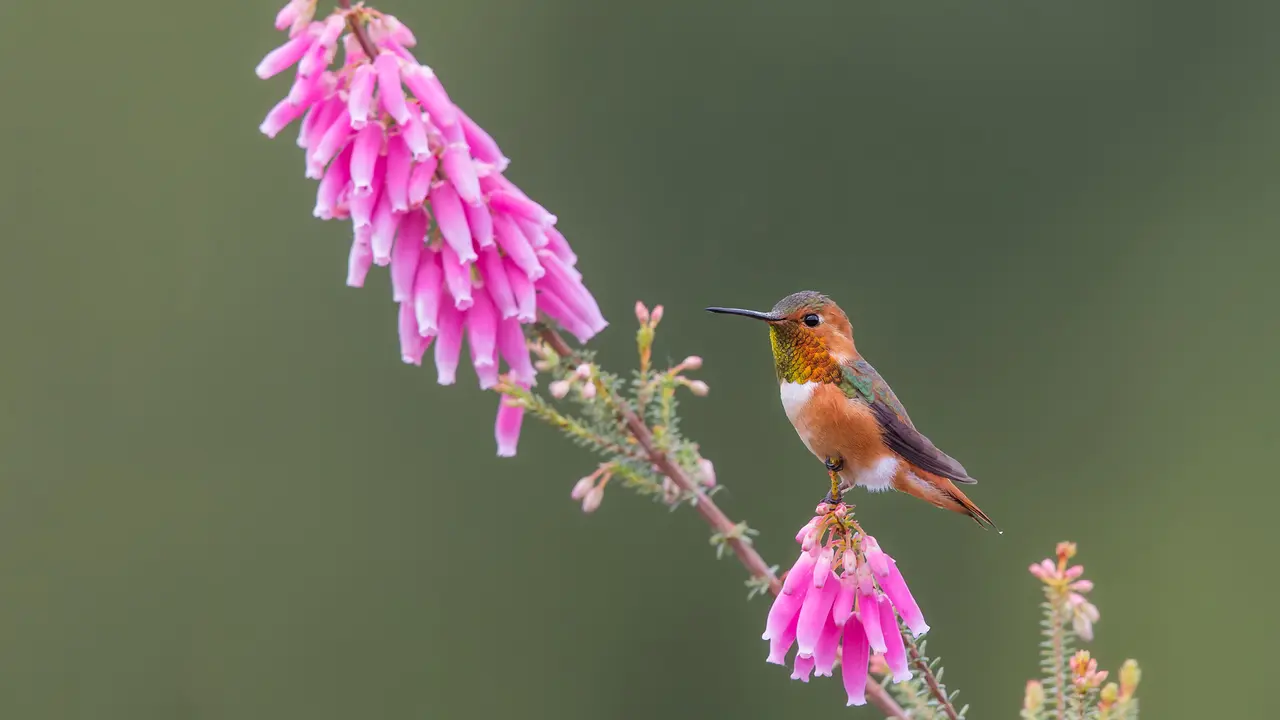 Stopping for a blossom beverage
