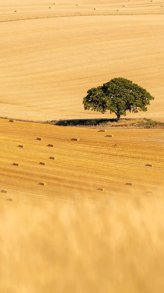 fields-of-gold-fields-of-gold-daily-bing-wallpaper-dailybing