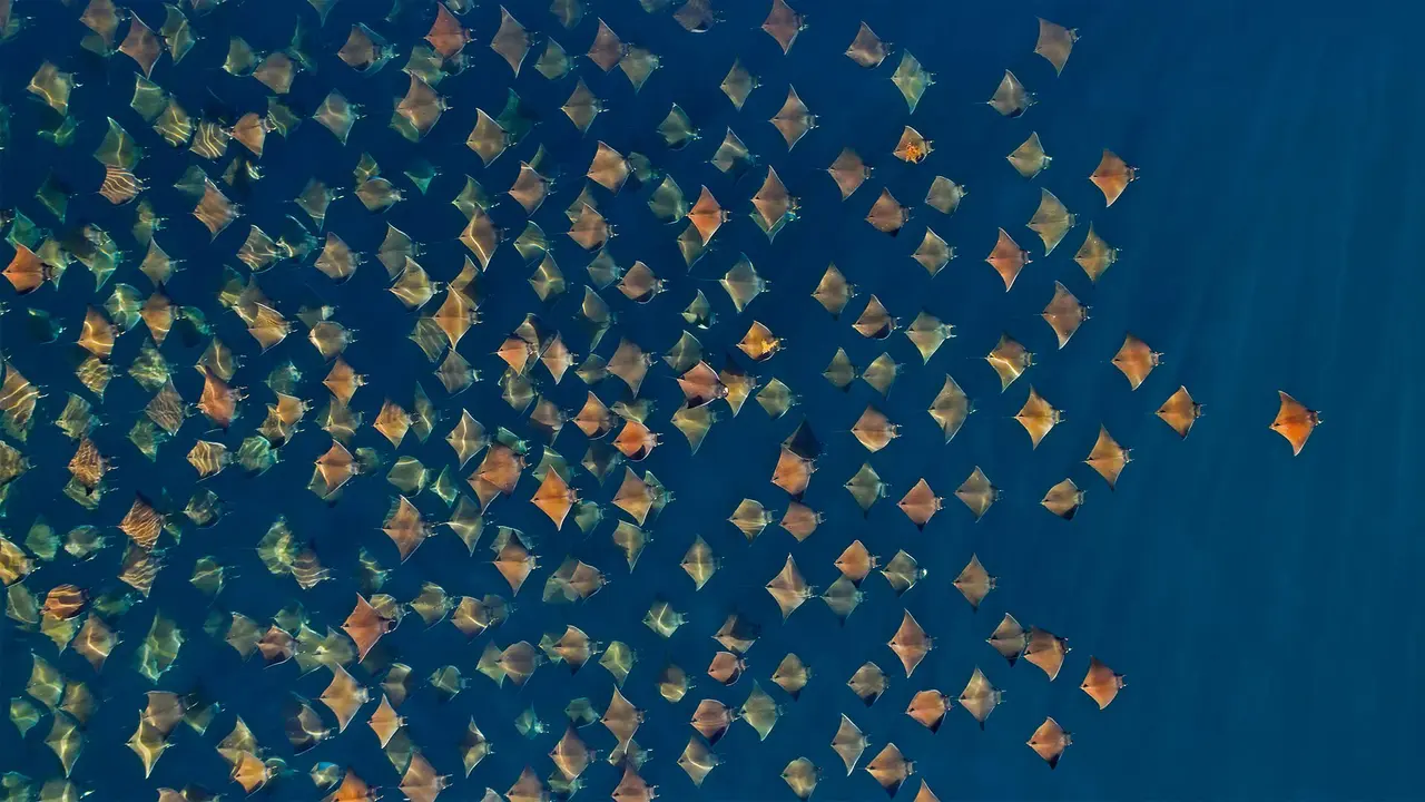 大群的芒基蝠鲼跃出水面，墨西哥加利福尼亚湾
