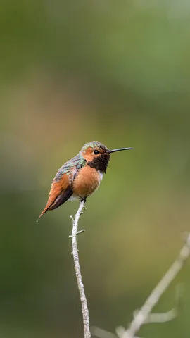 Rufous hummingbird, Golden Gate Park, San Francisco, California, United States