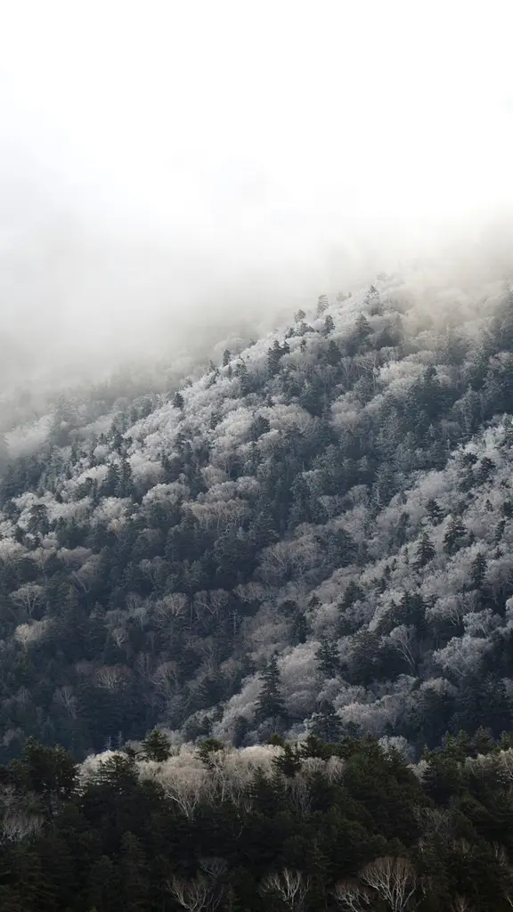今日は小雪