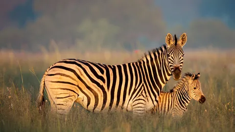 Stripe a pose