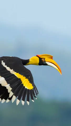 Dove sta volando questo uccello?
