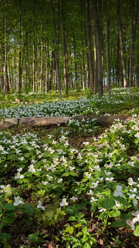 Wo Blumen bl&uuml;hen, l&auml;chelt die Welt