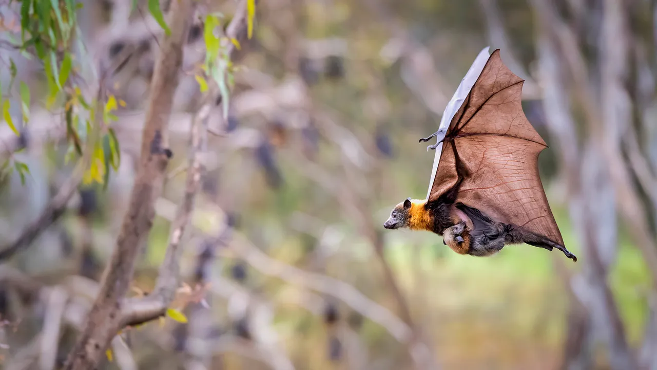 Bat signal: ON