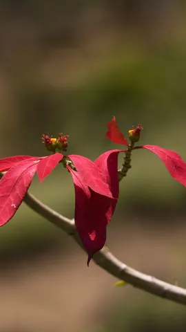 'Red-y' for the holidays