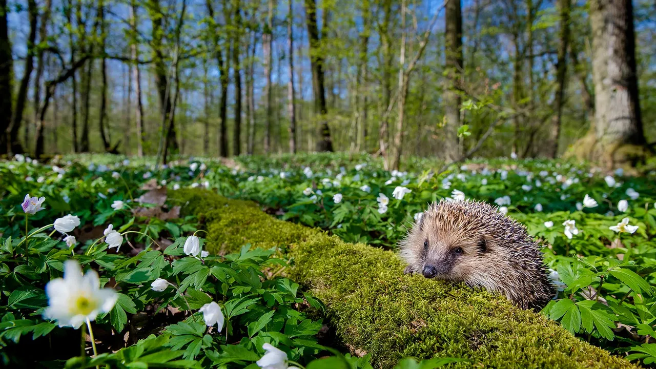 La patrouille piquante du printemps