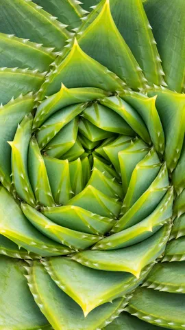 Nature's secret code