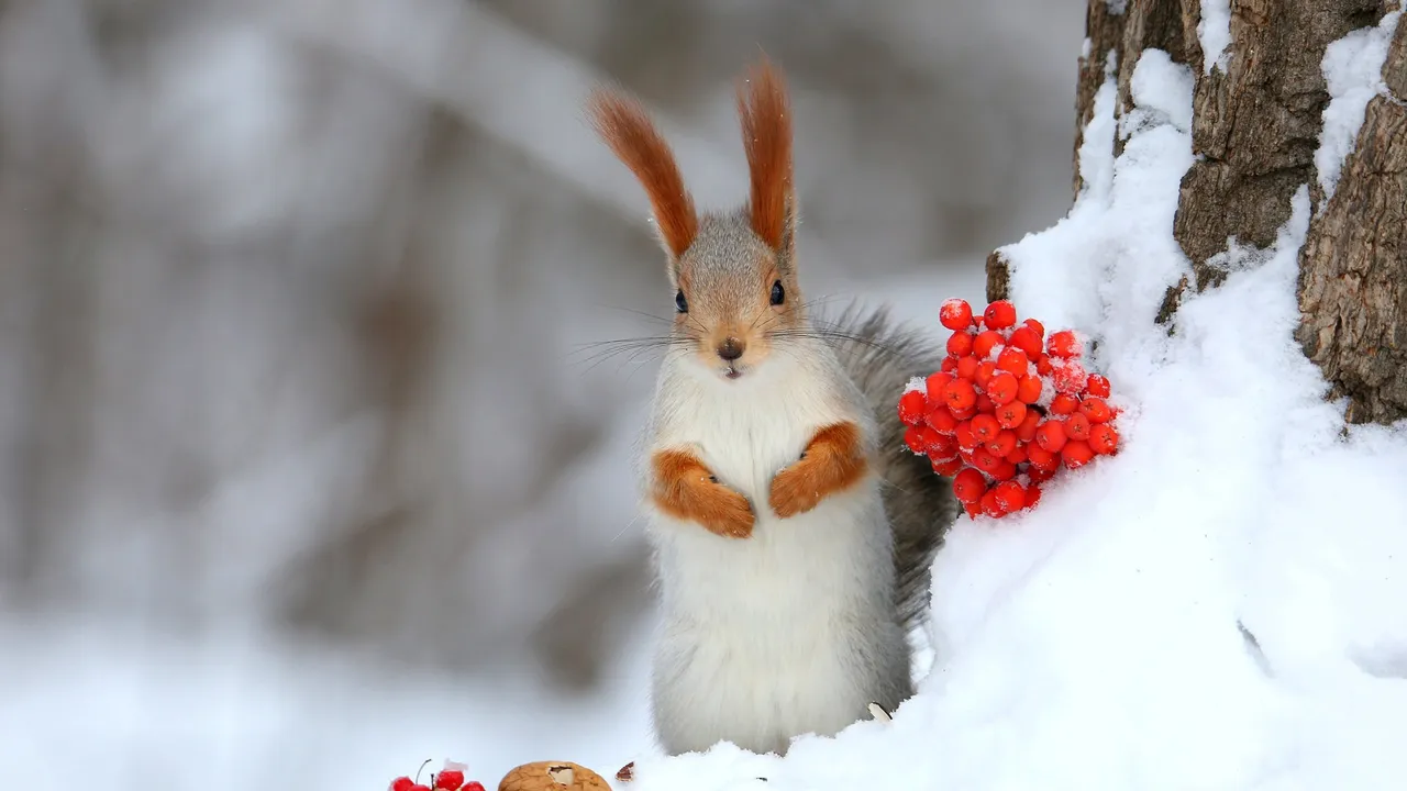 Ternura roja en el blanco invierno