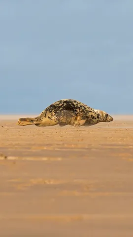正爬上唐娜&middot;诺克沙滩的灰海豹，英格兰北林肯郡