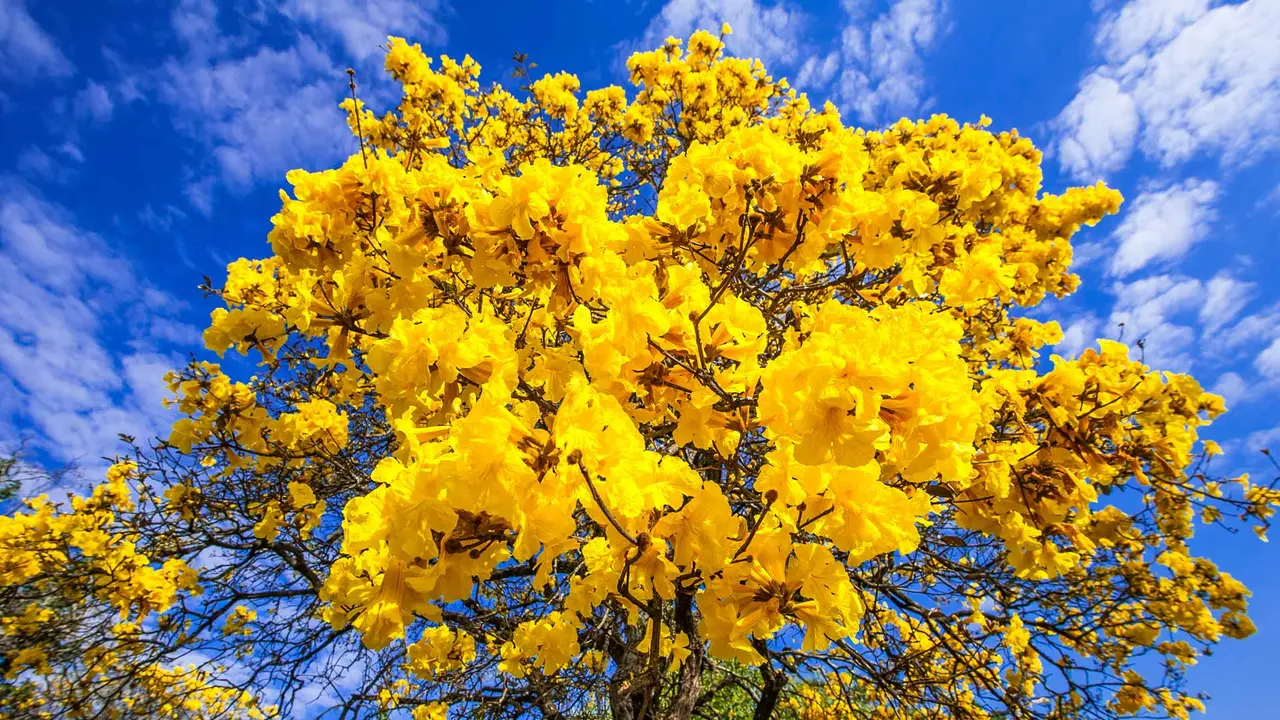 Seja bem-vinda, primavera!