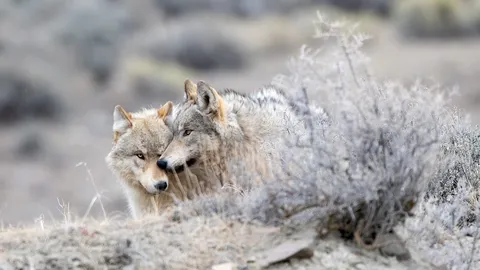 Two grey wolves, Yellowstone National Park, Wyoming, United States ...