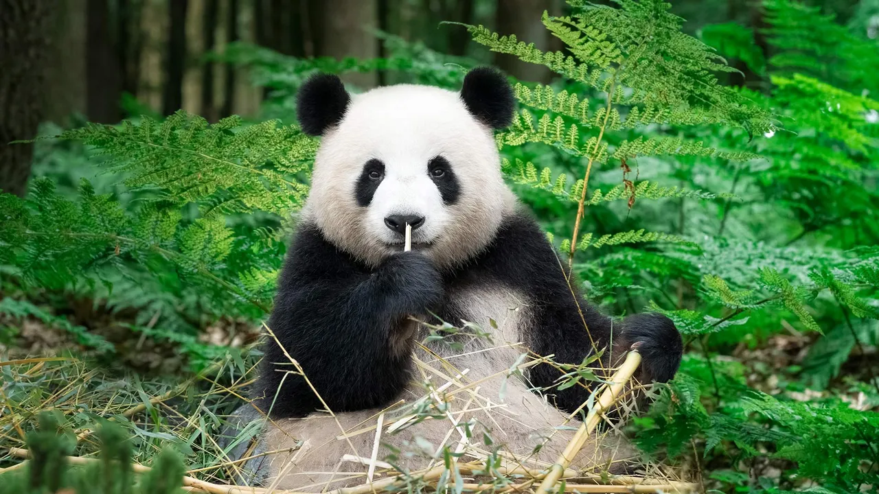 Into the Pandaverse