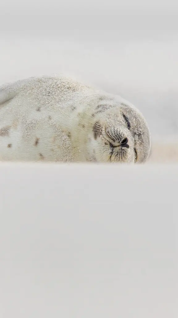 睡在海滩上的竖琴海豹，纽约长岛