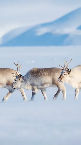 Merry Christmas!