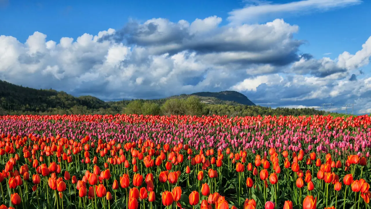 A splash of spring