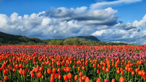 A splash of spring