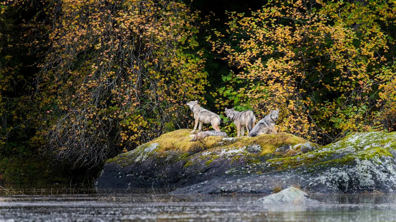Wolves in the wild