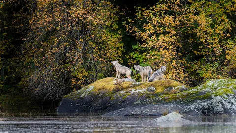 W&ouml;lfe in freier Wildbahn
